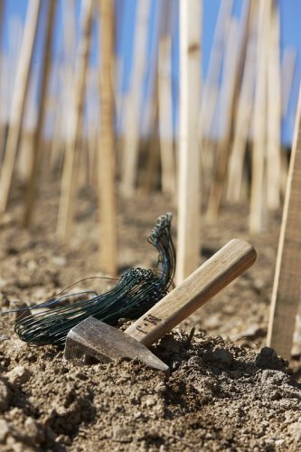 Travaux dans les vignes