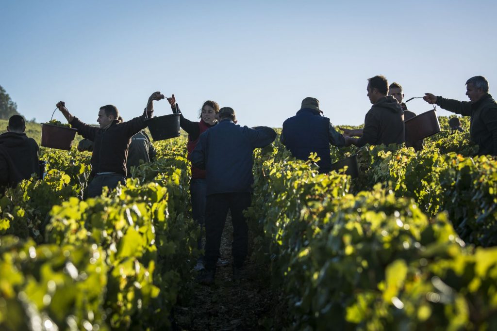 Findabbotle_Vendanges_Chablis