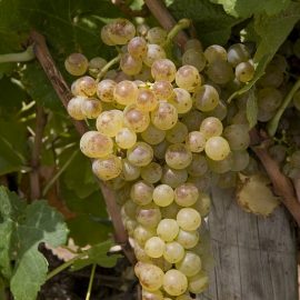 grappe de Marsanne