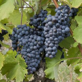 Grappe de Mourvèdre