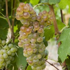 Grappe de Roussanne