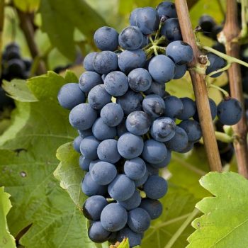 Grappe de Syrah