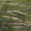 Vignoble des côtes-roties