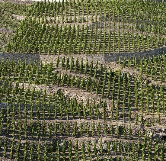 Vignoble des côtes-roties