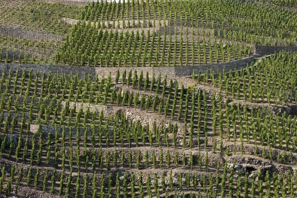 Vignobles des Côtes-Roties