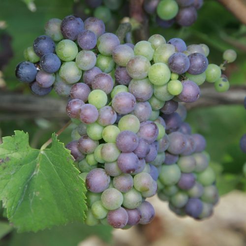 pinot noir veraison