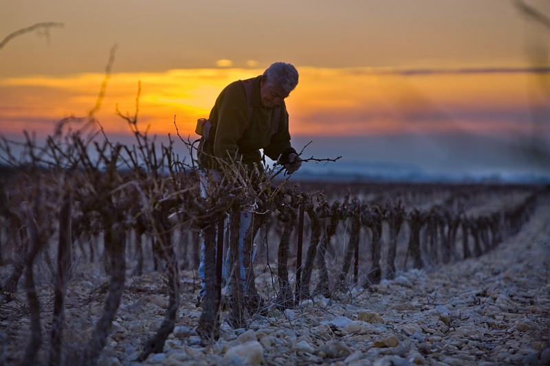 taille dans les vignes