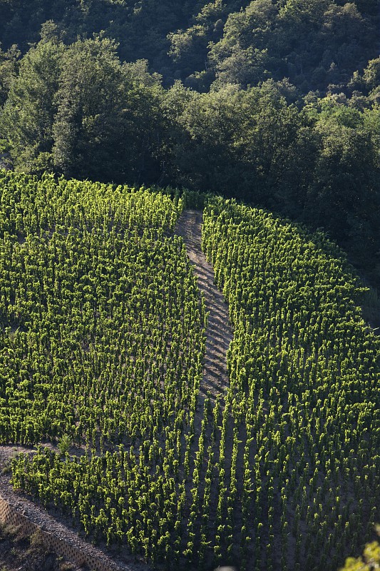 Vignobles de Saint-Joseph