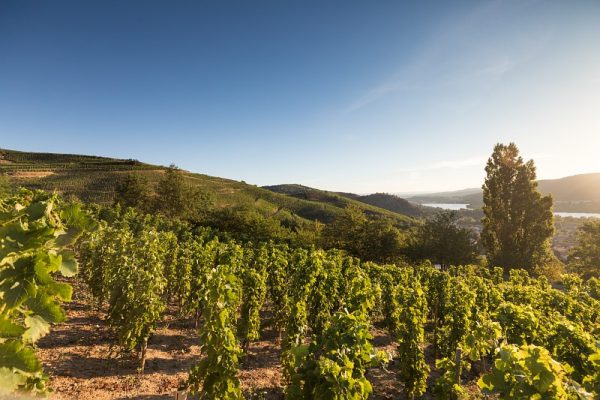 Vignoble de Saint-Joseph