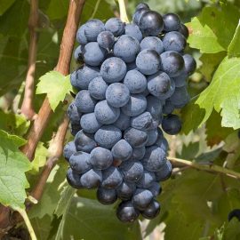 Grappes de Carignan