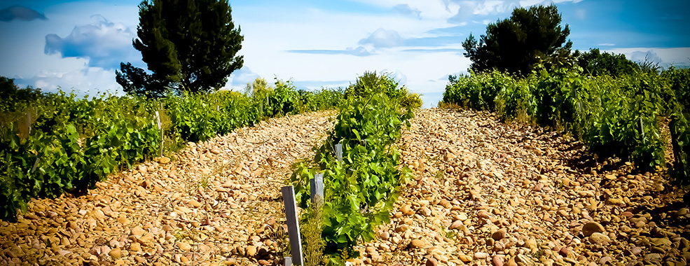Find a Bottle - Vignoble de Chateauneuf du pape