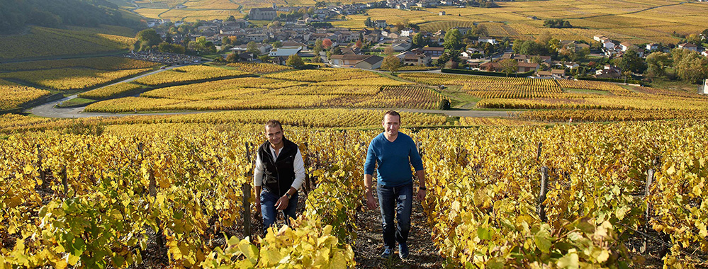 Domaine de la Croix Senaillet vignoble