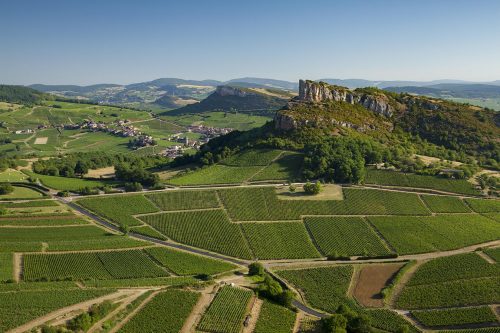 Vignoble du maconnais proche de la roche de Solutré