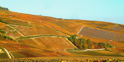 terroir champagne gonet sulcova