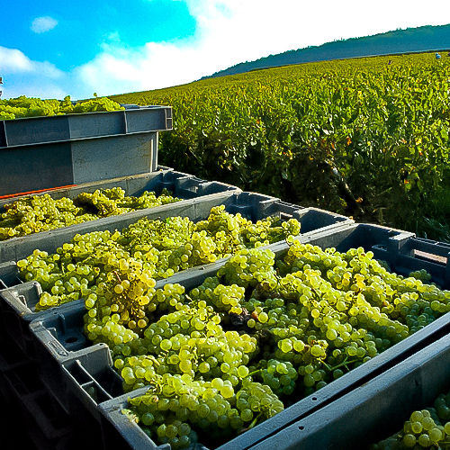 Vendanges au domaine Rapet