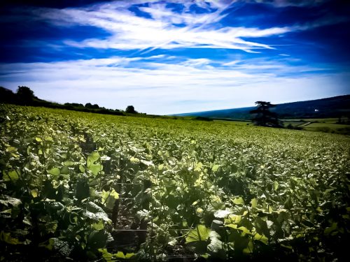 Clos La Maladière Domaine Muzard