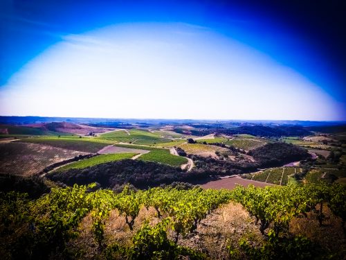 Vignoble du Mas Onésime