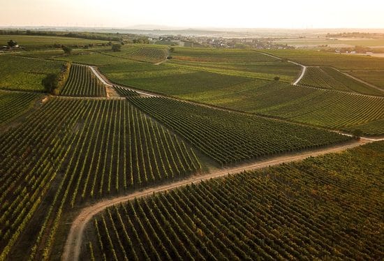 Phot de vignes