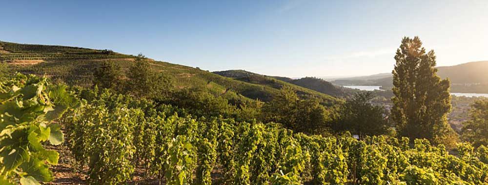 Vignoble de Saint Joseph