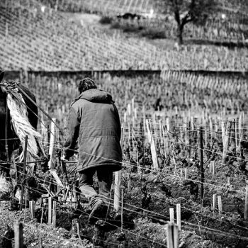 Labour dans les vignes