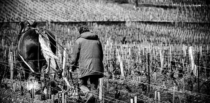 Labour dans les vignes