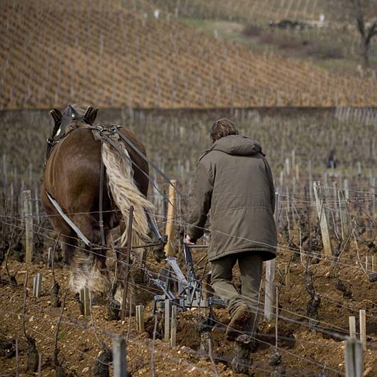 Labour dans les vignes