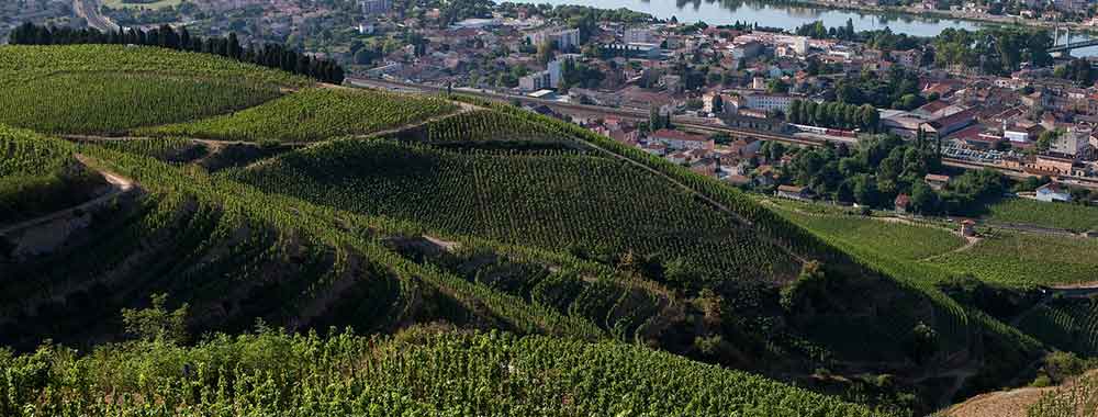 Vignoble de Hermitage du Domaine Michelas St Jemms