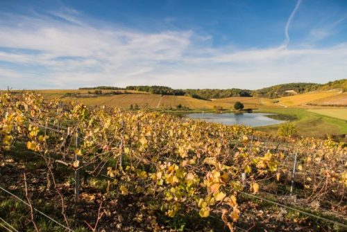 Vignoble de Chablis du domaine des Malandes