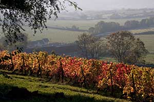 Vigne de la maison Vitteaut Alberti