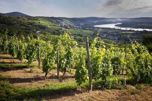 Vignoble du Domaine Pierre Gaillard