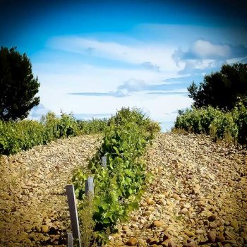 Vignoble du Clos de Mont-Olivet