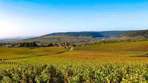 Vignoble du Domaine Berthelemot