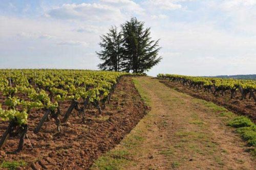 Vignoble du Domaine Pierre Luneau-Papin