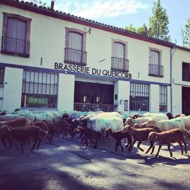 LA BRASSERIE DU QUERCORB EST CHEZ FIND A BOTTLE