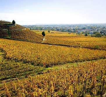 Vignoble de Crozes-Hermitage