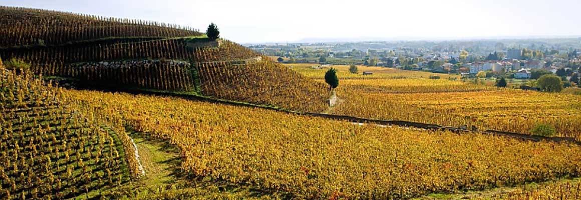 © Inter Rhône Vignoble de Crozes-Hermitage