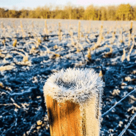 Vignes en Hiver du domaine Fleury