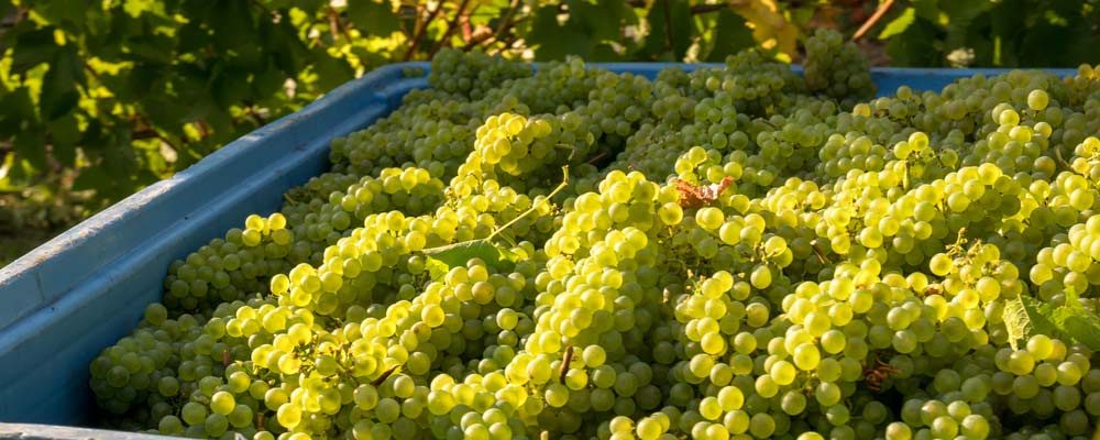 Grappes de Chardonnay après les vendanges