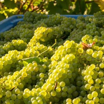 Grappes de Chardonnay après les vendanges