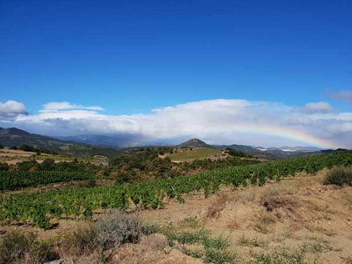 Vignoble du Domaine Modat en Côtes du Roussillon