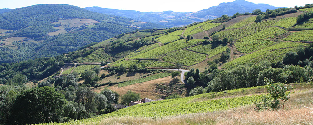 Vignoble et vins du Beaujolais