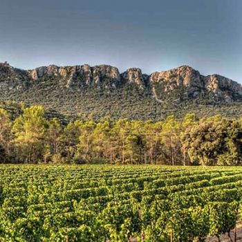 Vignoble et vins du Languedoc