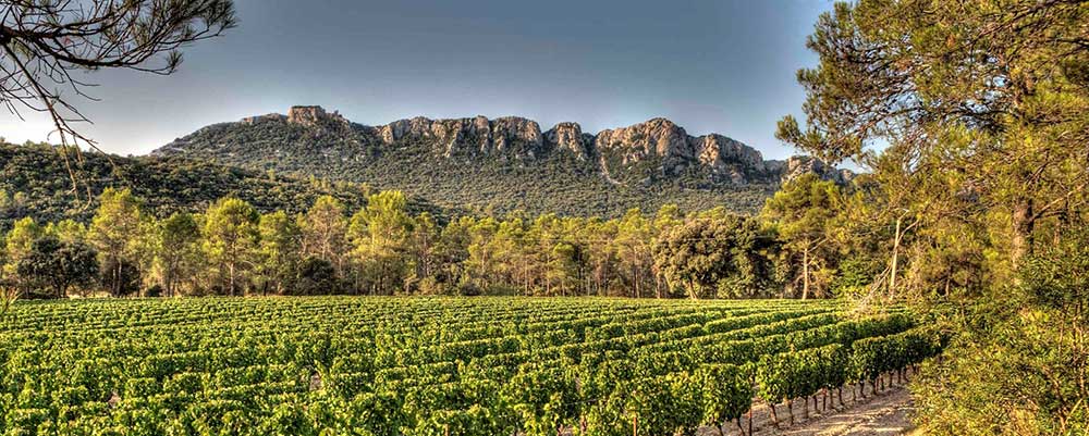 Vignoble et vins du Languedoc