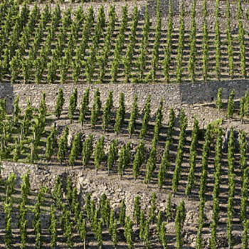 Vignoble de la vallée du Rhône