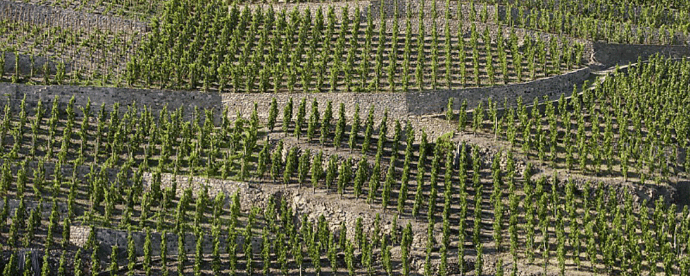 Vignoble de la vallée du Rhône