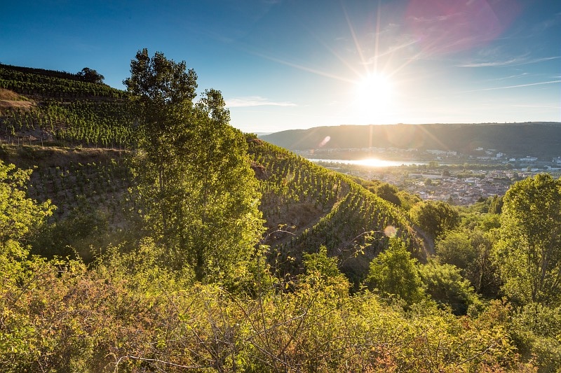 Vignoble de vallée du Rhône