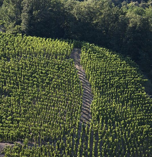 Vignoble de Saint-Joseph en Vallée du Rhône