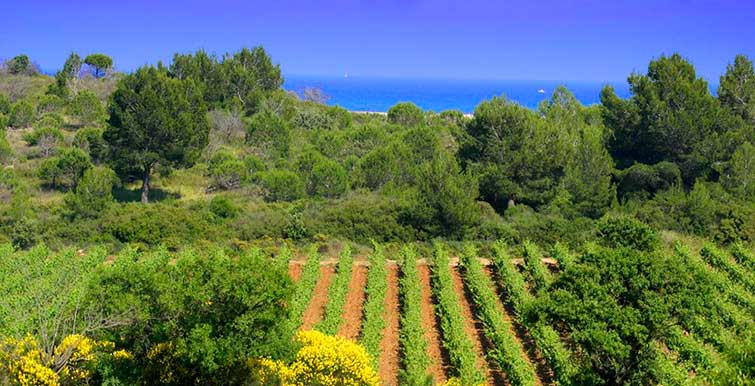 Vignoble du Languedoc