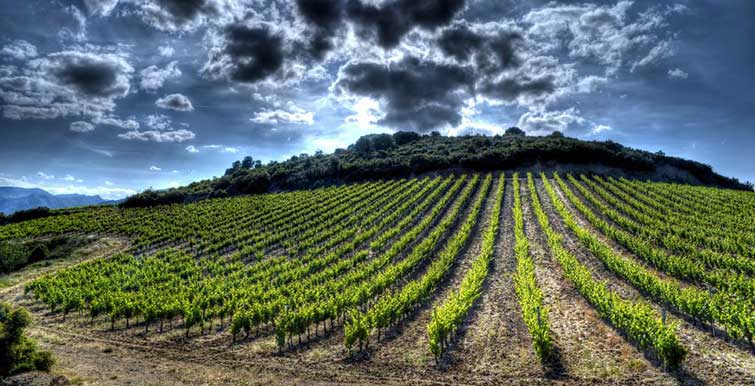 Vignoble du Languedoc à Fitou