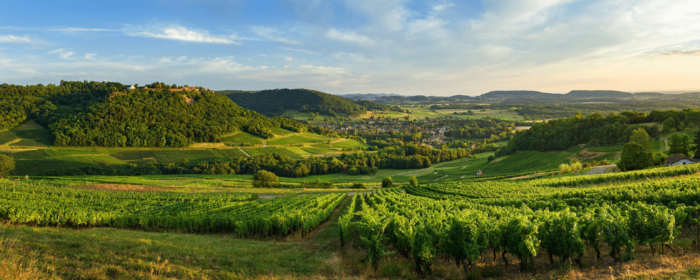 Vignoble du Jura